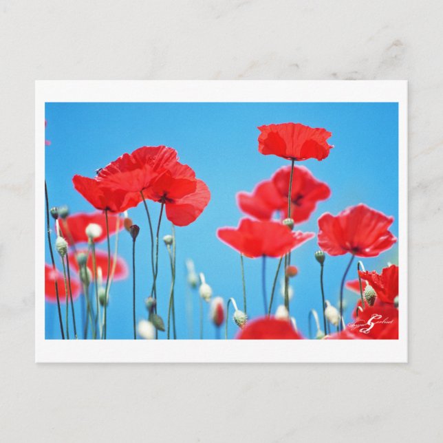 Postale Carte Coquelicots de Provence (Devant)