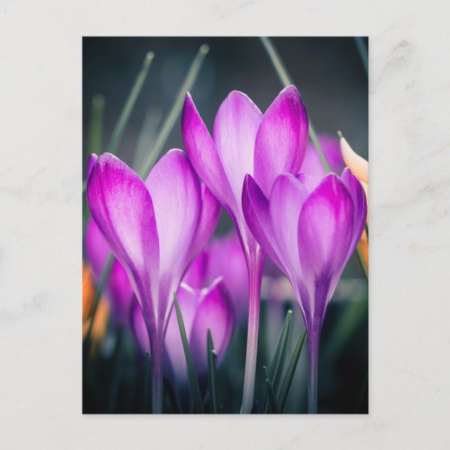 Postale Carte Crocus (Devant)