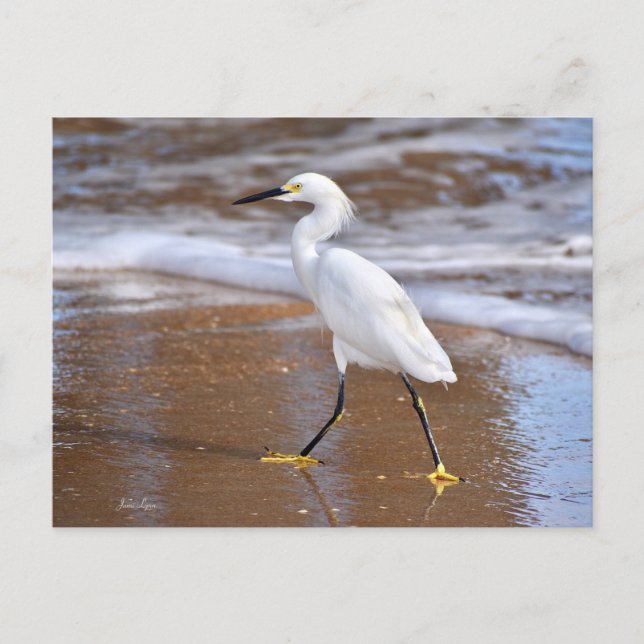 Postale Carte d'aigrette blanche de plage carte de note de (Devant)