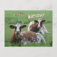 Carte d'anniversaire avec deux vaches blanches-bru