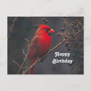 Postale Carte d'anniversaire avec photo de Cardinal rouge 