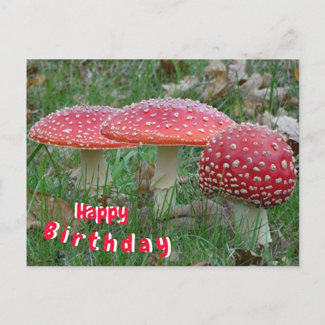 Postale Carte d'anniversaire colorée Fly Amanitas (Devant)