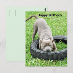 Postale Carte d'anniversaire de jeune Staffordshire Bullte