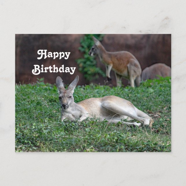 Postale Carte d'anniversaire Kangourou Rouge 6950 (Devant)