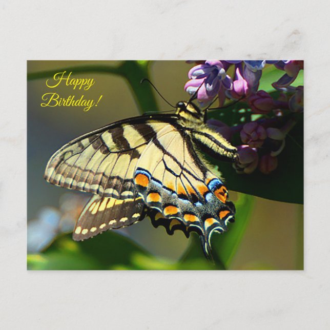 Postale Carte d'anniversaire Papillon Tigre (Devant)