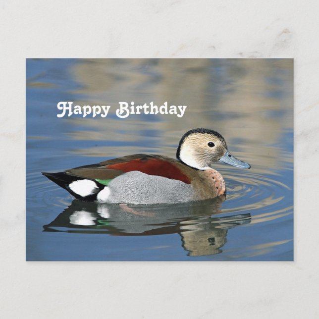 Postale Carte d'anniversaire photo de canard sarcelle à co (Devant)