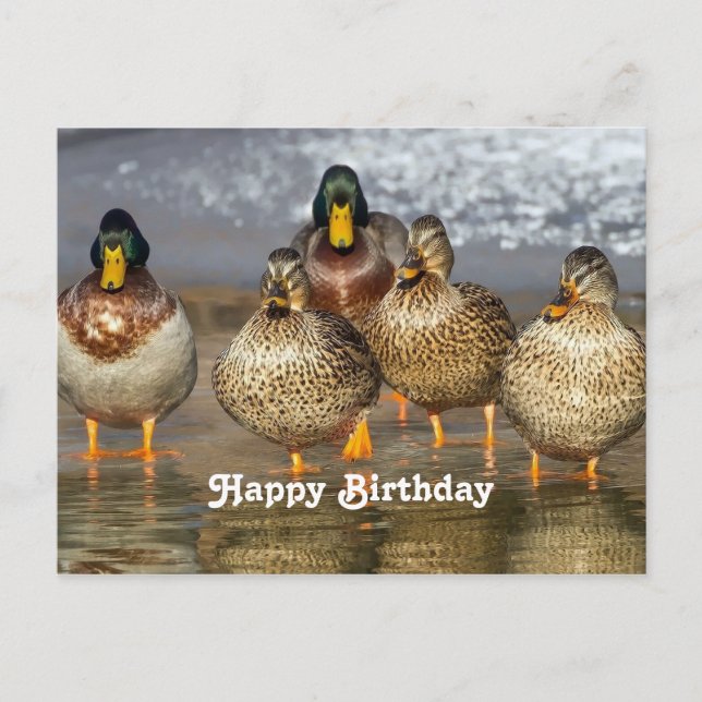Postale Carte d'anniversaire photo de canards colverts sau (Devant)