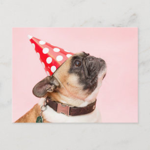 Postale Carte d'anniversaire Pug