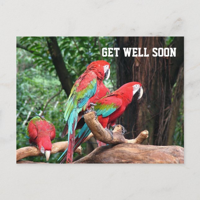 Postale carte de bon rétablissement pour perroquets (Devant)