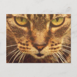 Postale Carte de chat à l'oeil vert