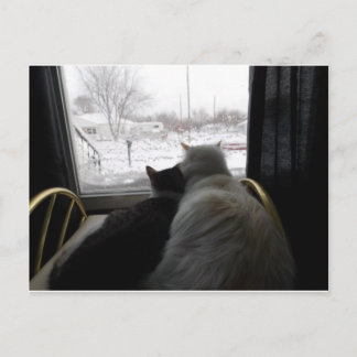 Postale carte de chat câlin jour de neige