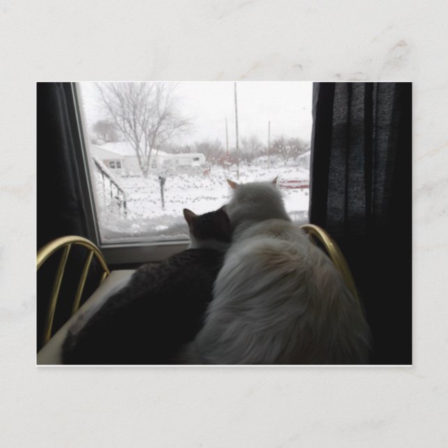 Postale carte de chat câlin jour de neige (Devant)