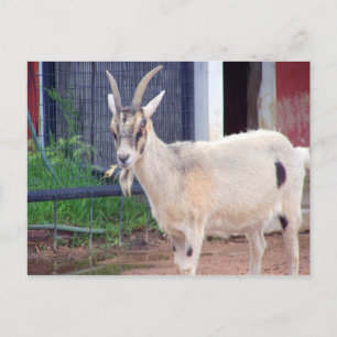 Postale carte de chèvre