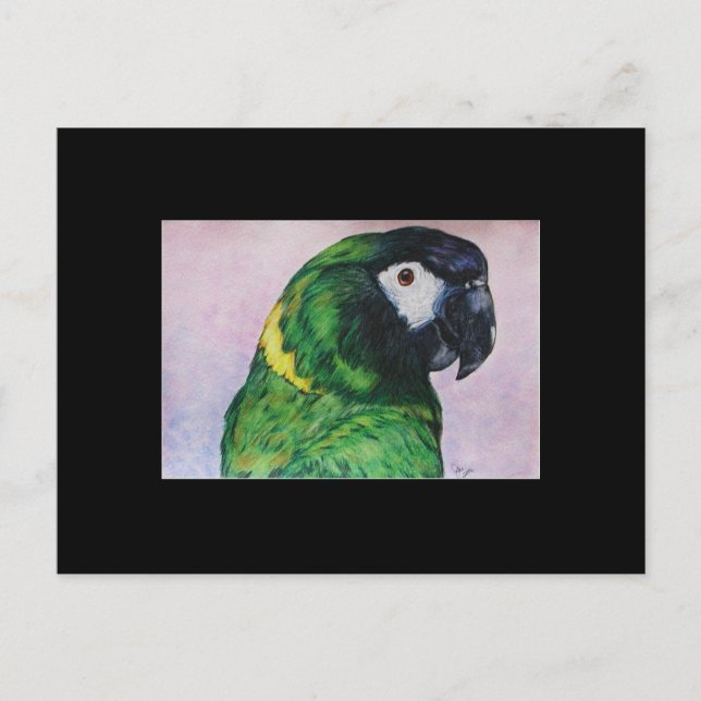 Postale Carte de commerce d'art Macaw ACEO de couleur jaun (Devant)