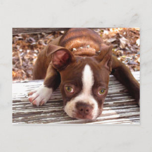 Postale Carte de condoléances Boston Terrier