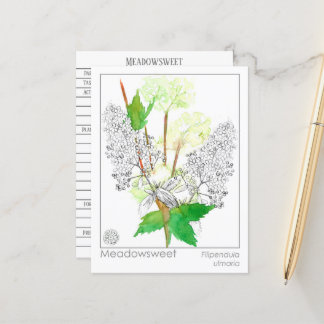 Postale Carte de connaissances Meadowsweet Herb Materia Me