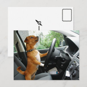 Postale Carte de félicitations pour le permis de conduire