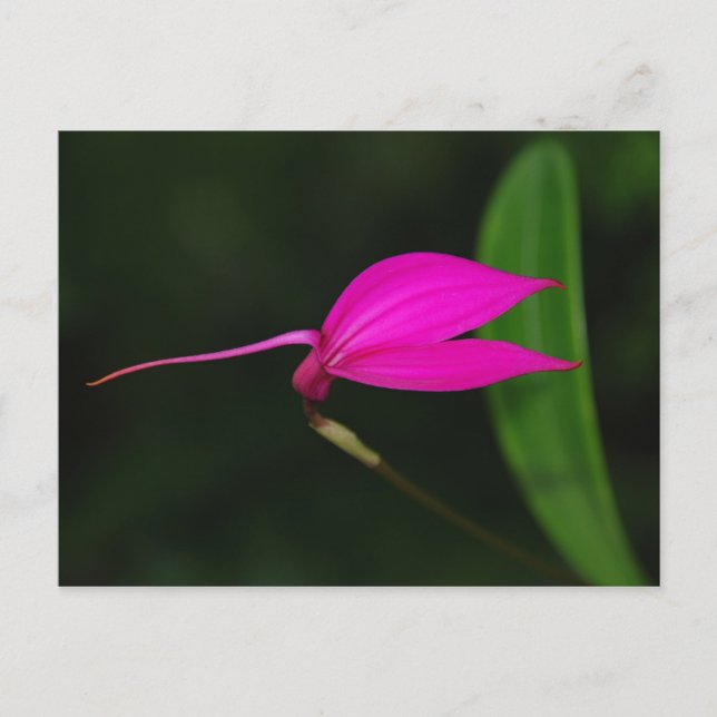 Postale Carte de Fleur (Devant)