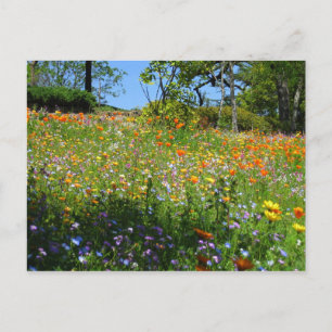 Postale Carte de fleurs sauvages de Napa