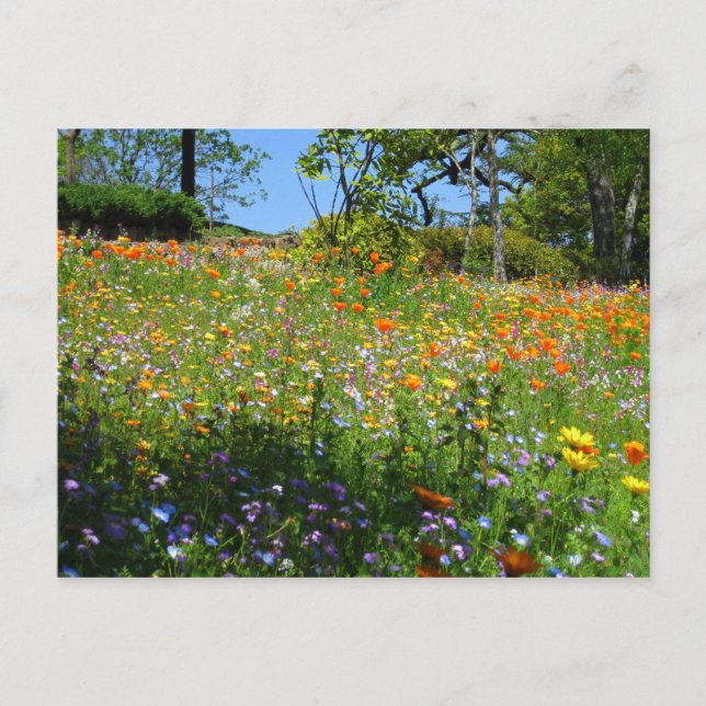Postale Carte de fleurs sauvages de Napa (Devant)
