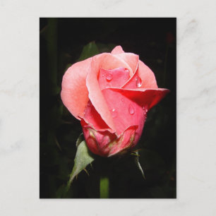 Postale Carte de gouttes de pluie rose