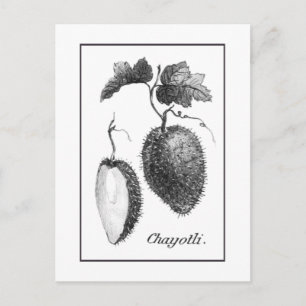 Postale Carte de gravure chayote vintage