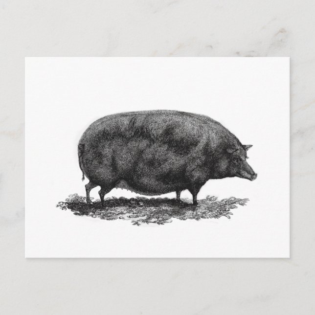 Postale Carte de gravure de porc vintage (Devant)