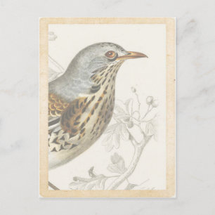 Postale Carte de journal vintage d'oiseaux français sur su