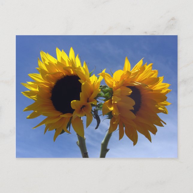 Postale Carte de notes de deux tournesols (Devant)