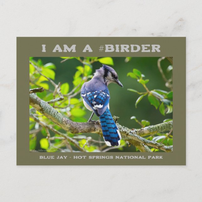 Postale Carte de Ornithologue de Geai Bleu Timide de Photo (Devant)