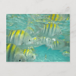 Postale Carte de poisson jamaïcain