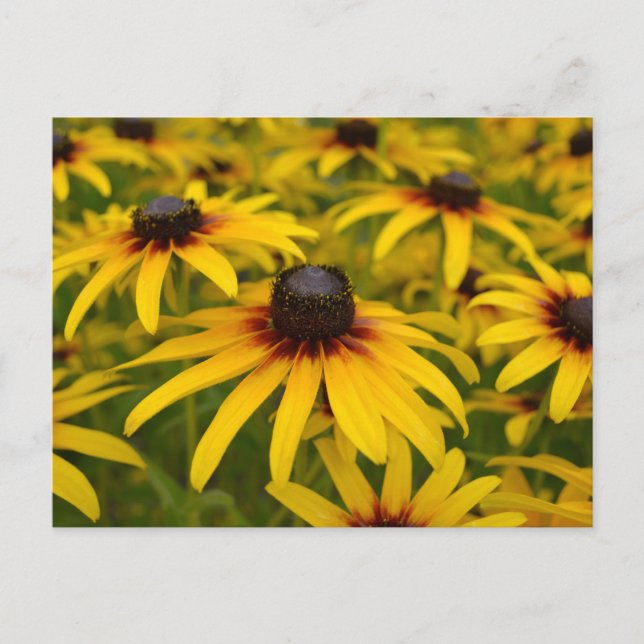 Postale Carte de poste Black Eyed Susans Perspective (Devant)