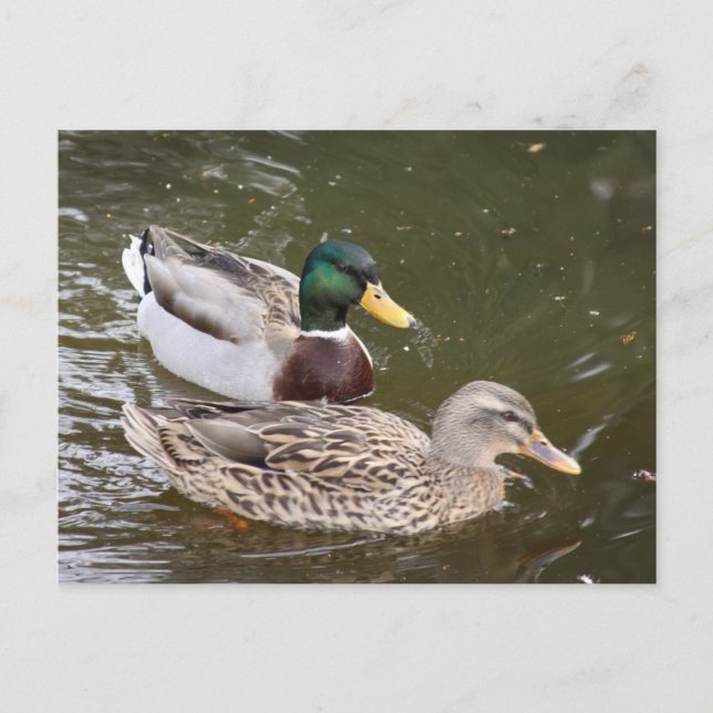 Postale Carte de poste de canards (Devant)