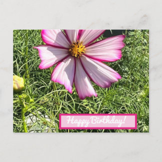 Postale Carte de poste de fleurs Cosmo rose, Joyeux annive