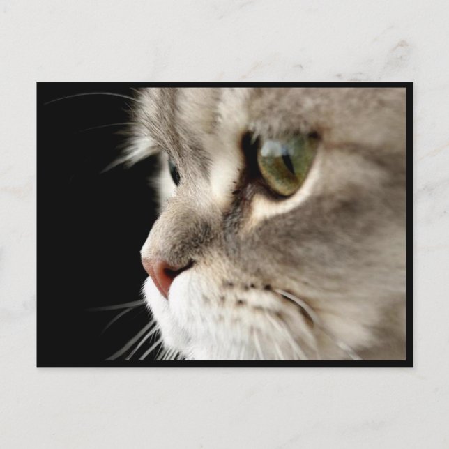 Postale Carte de poste de Kitty à fermeture rapprochée (Devant)