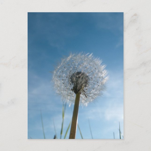 Postale Carte de poste de tête de semence de Dandelion (Devant)