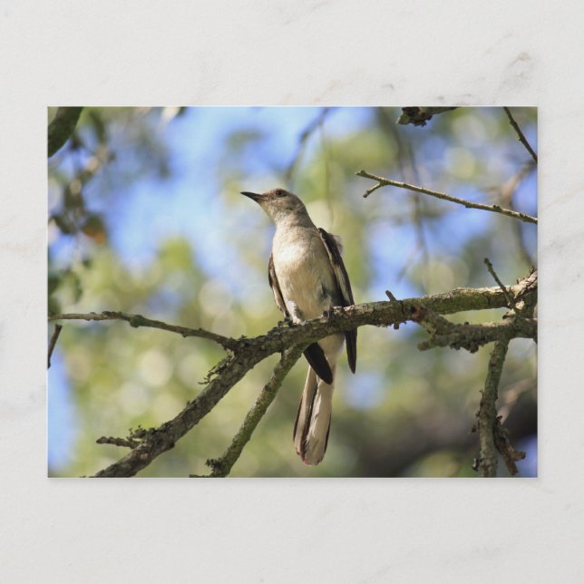 Postale Carte de poste d'oiseaux du Texas State Bird (Devant)