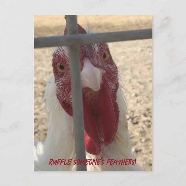 Postale Carte de poulet qui hérisse les plumes (Devant)