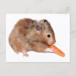 Postale Carte de régime Hamster