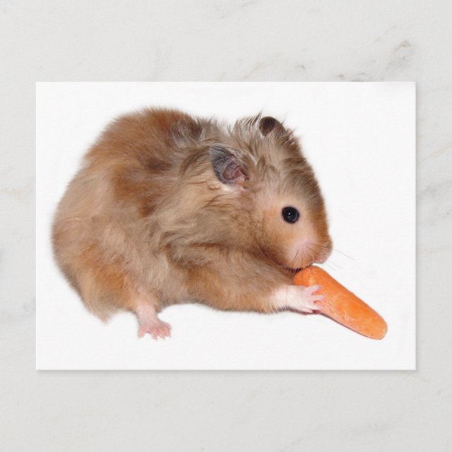 Postale Carte de régime Hamster (Devant)