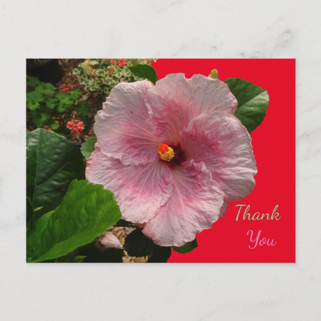 Postale Carte de remerciement à l'hibiscus rose (Devant)