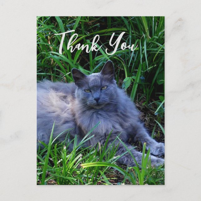 Postale Carte de remerciement chat russe bleu Fluffy (Devant)