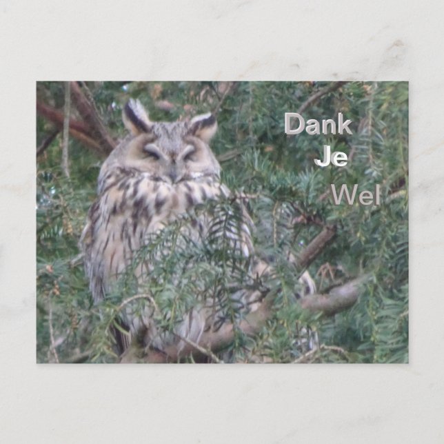 Postale Carte de remerciement Hibou à longues oreilles (Devant)