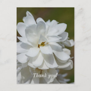 Postale Carte de remerciement Magnolia soyeux