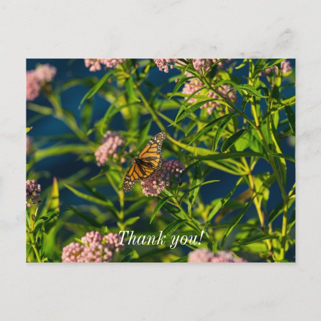 Postale Carte de remerciement Monarque et Asclépiade (Devant)