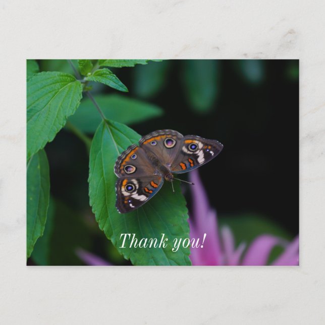 Postale Carte de remerciement Papillon Tacheté (Devant)
