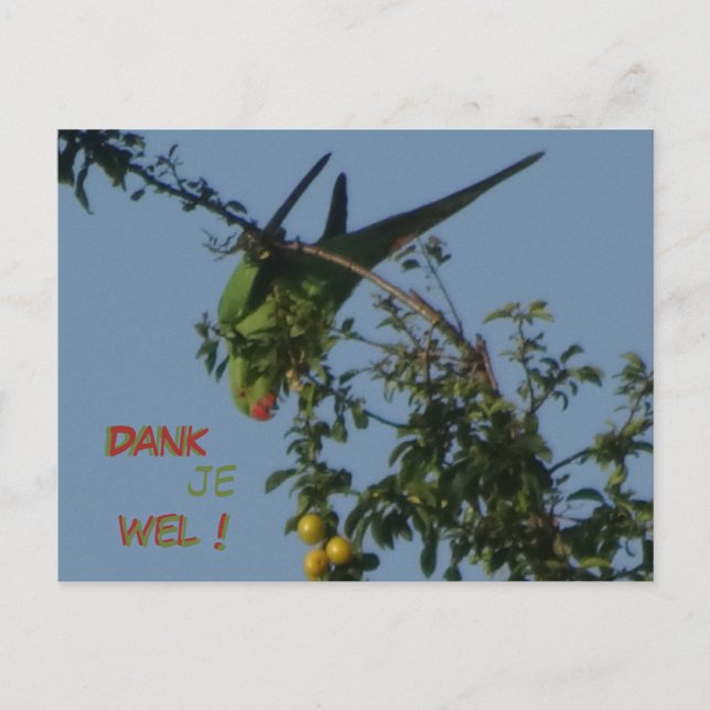 Postale Carte de remerciement Perruche à collier (Devant)