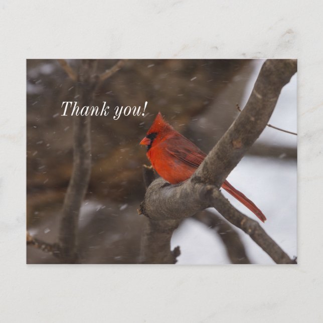 Postale Carte de remerciement tempête de neige Cardinal (Devant)
