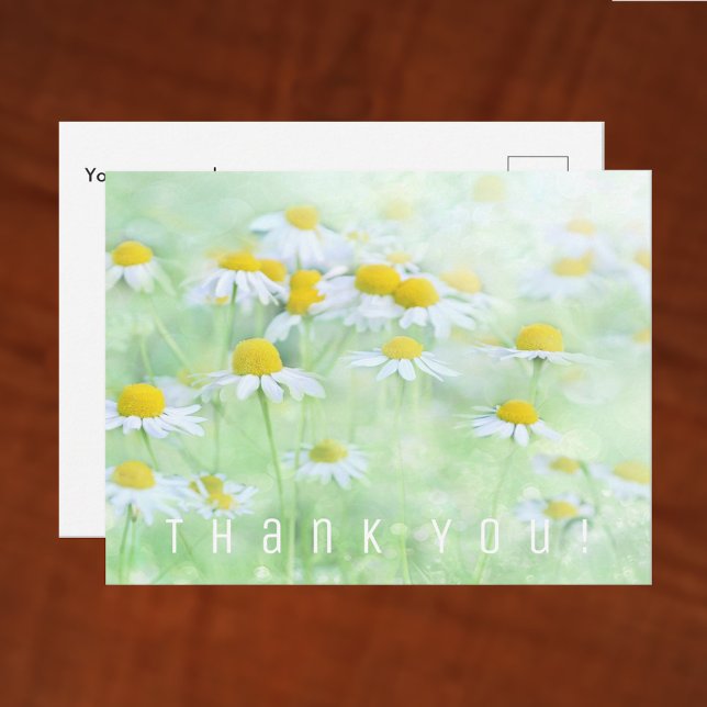 Postale Carte de Remerciements. Champ de Marguerites. (Créateur téléchargé)