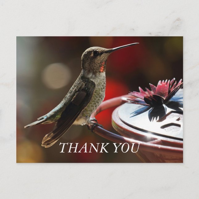Postale Carte de remerciements colibri (Devant)